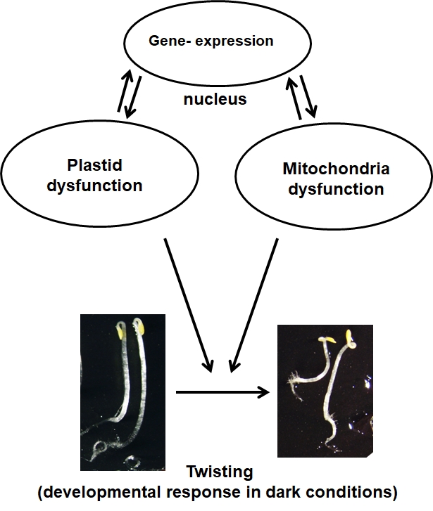 MetaboActions : Signaling